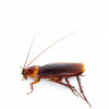 roach roaches infestation