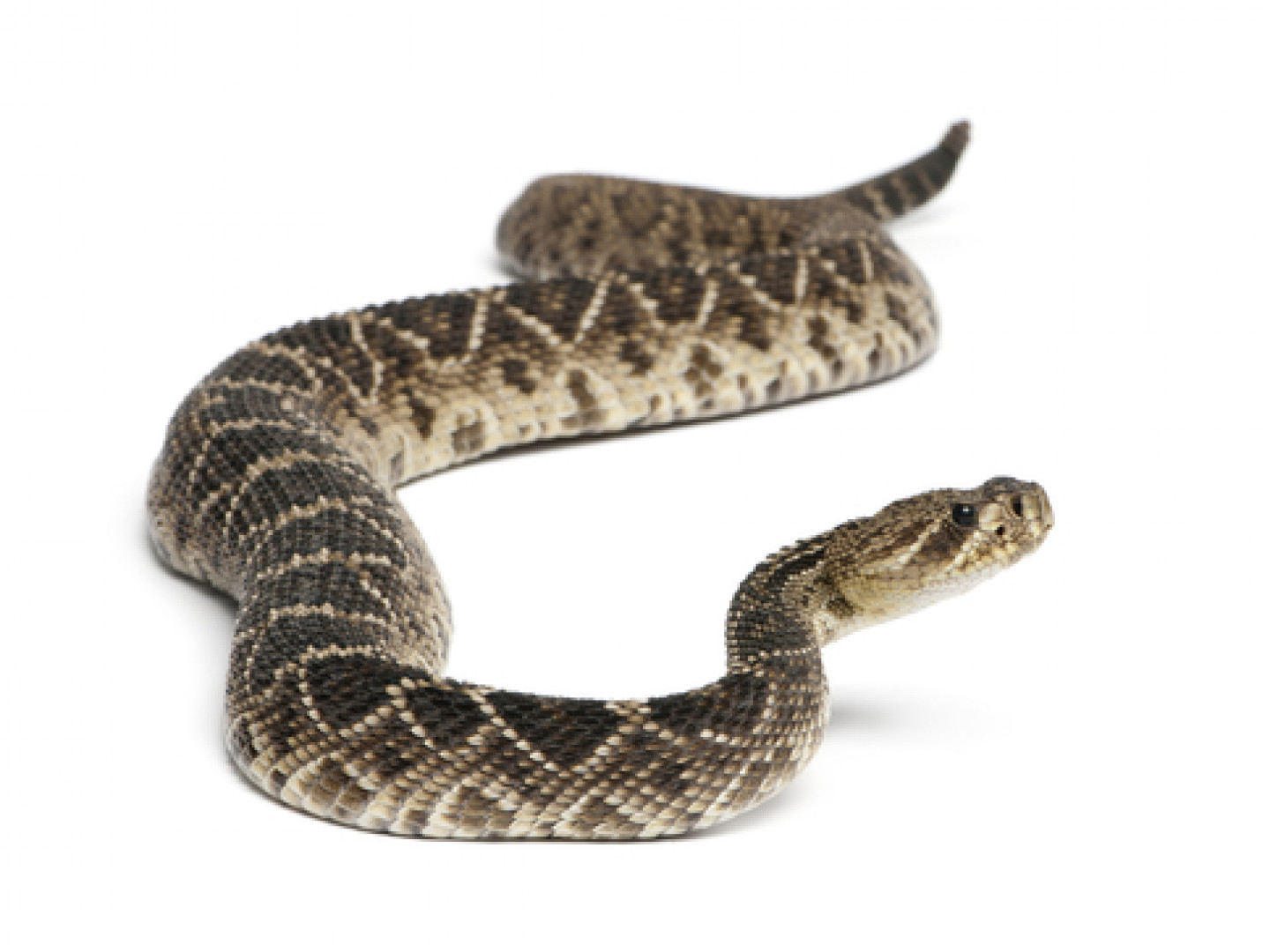 Snake Removal Services | Pueblo & Colorado Springs, CO | ShOO! Wildlife ...